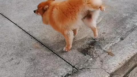 Funny dog 👀😎