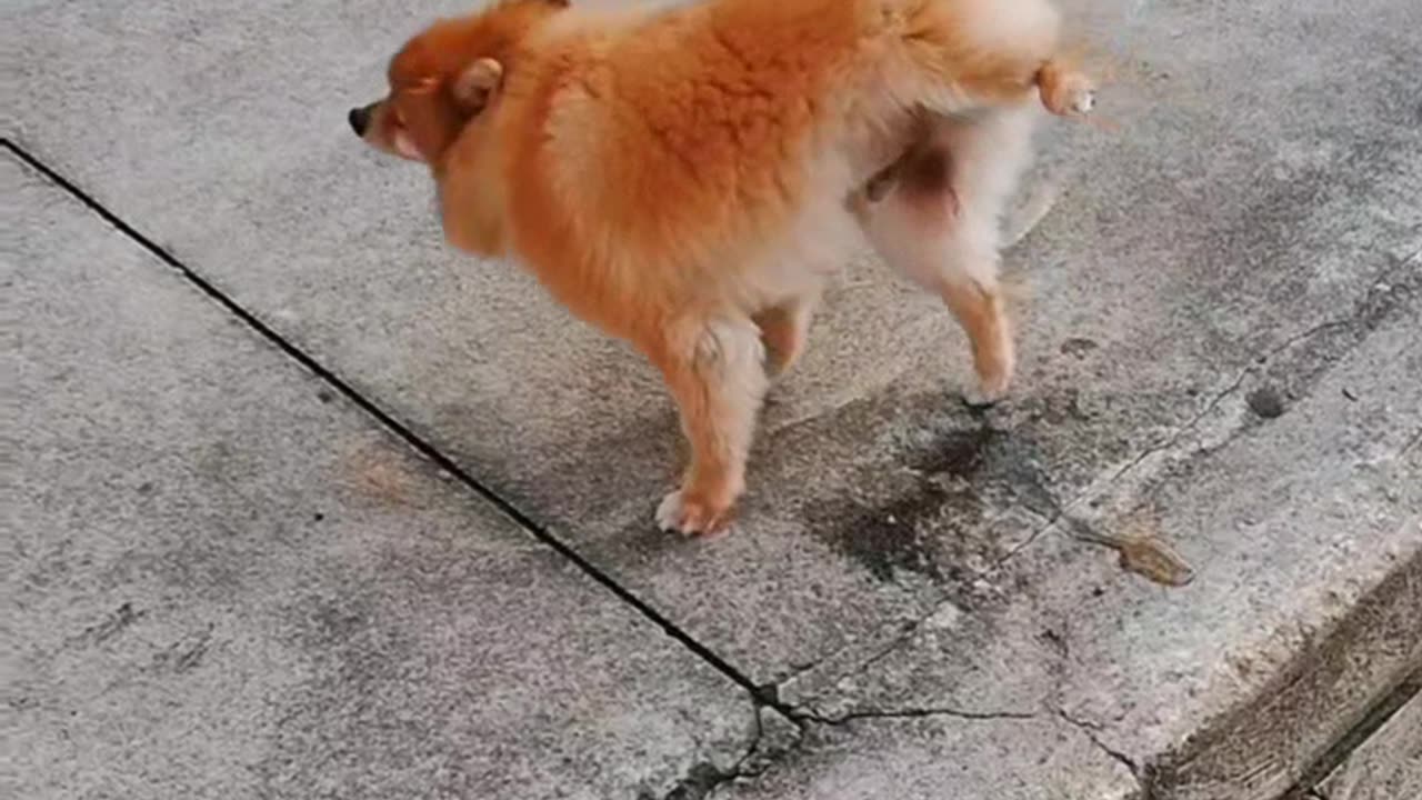 Funny dog 👀😎