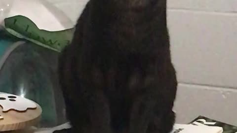 Cat's got my homework