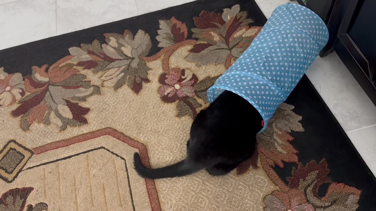 Cute Precious Piper is Some Kind of a Carpet Sweeper - Adopting a Cat from a Shelter Vlog