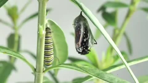 The Amazing Monarch Life Cycle