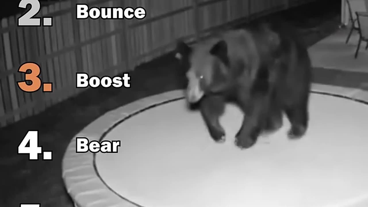 Ranking Best Animals On Trampoline Moments