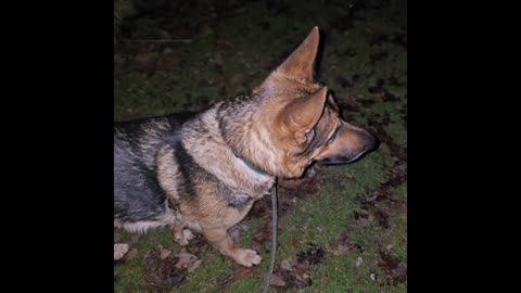 Virgil german shepherd.