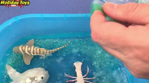 Pour a Lot of Water Into the Bucket So That the Salmon don't Die