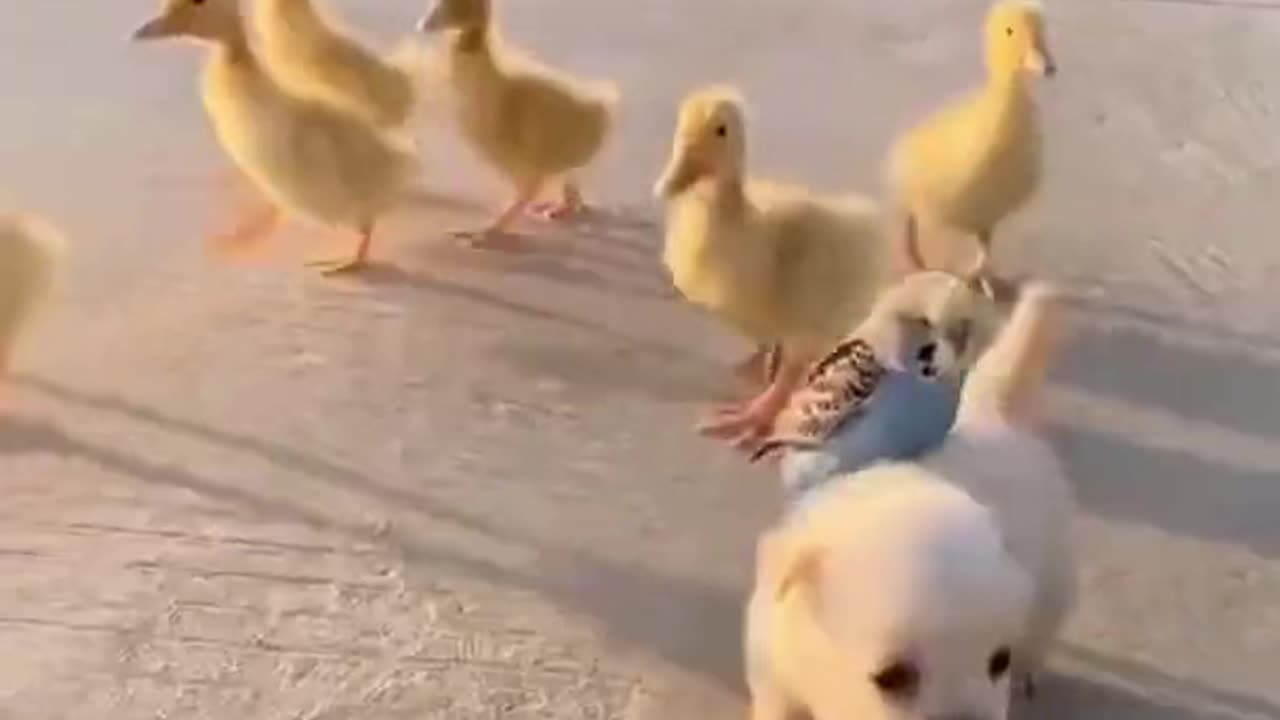 Adorable animals