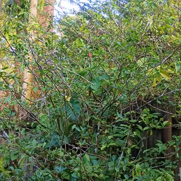 4.9.2025 Out of Control Kuranda