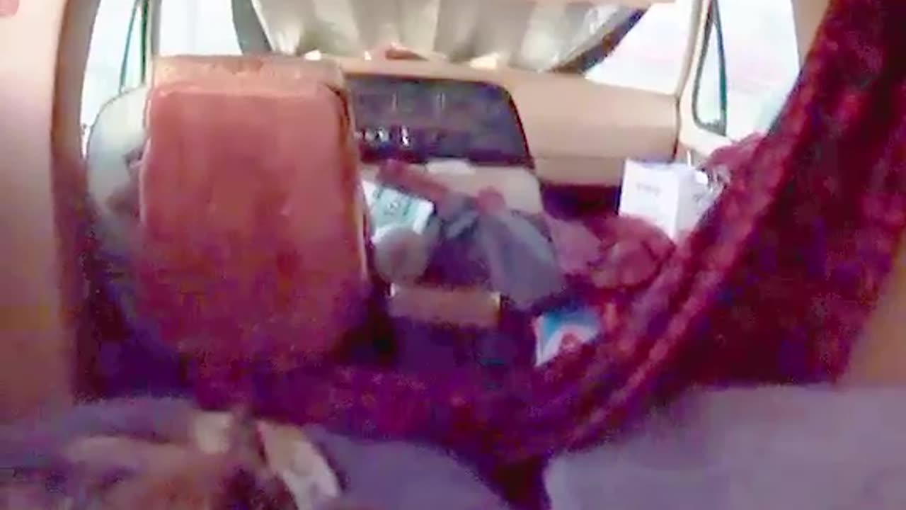 🤗Snuggle🐕Fest😻 #catlover #doglover