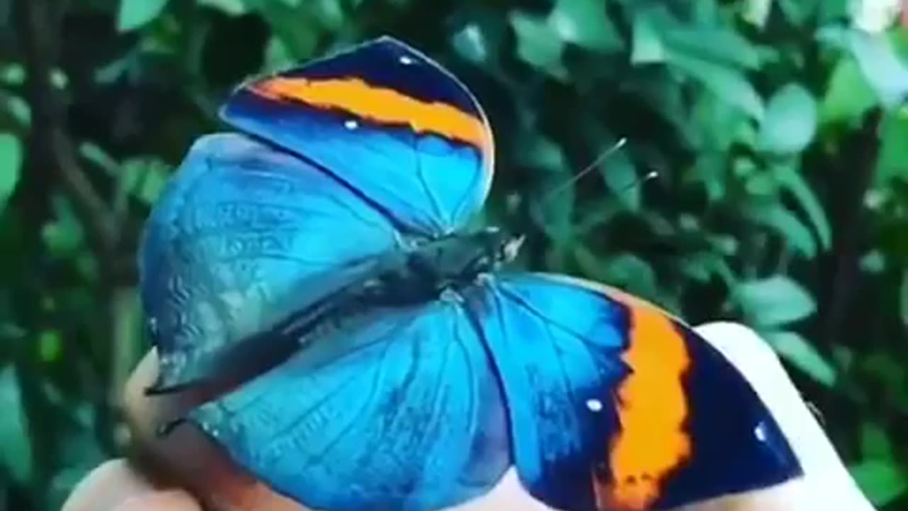 Unique butterfly When it sits on a branch & folds its wings it visually takes the form of a dry leaf