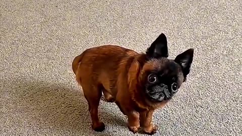 Funny Animal Videos