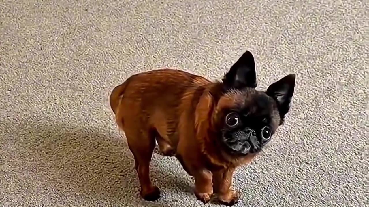 Funny Animal Videos