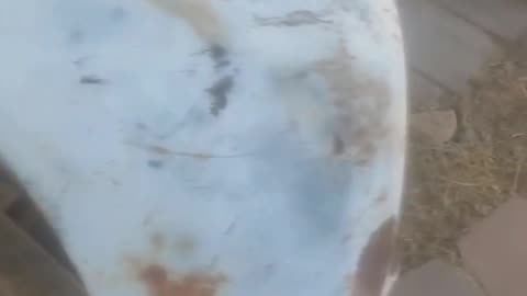 072725 54 Chevy Driver side fender