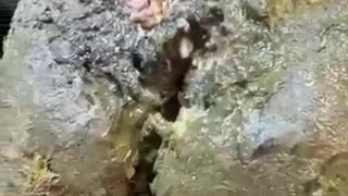 Trending: Could you handle this being your foot??? This cows hoof is now MUCH b