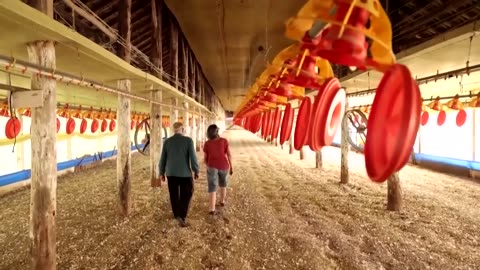 Brazil declares itself bird flu free and aims to resume exports | REUTERS