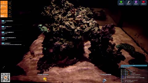 24/7 Real Live Reef Stream