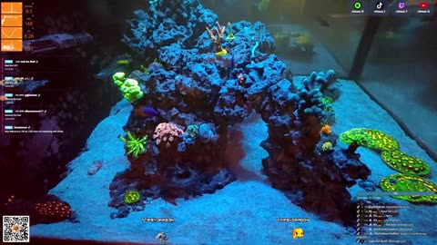 24/7 Real Live Reef Stream