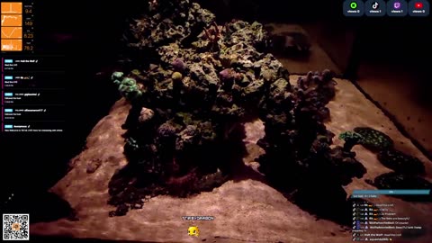 24/7 Real Live Reef Stream