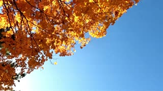 Marvin Gaye WHAT'S GOING ON