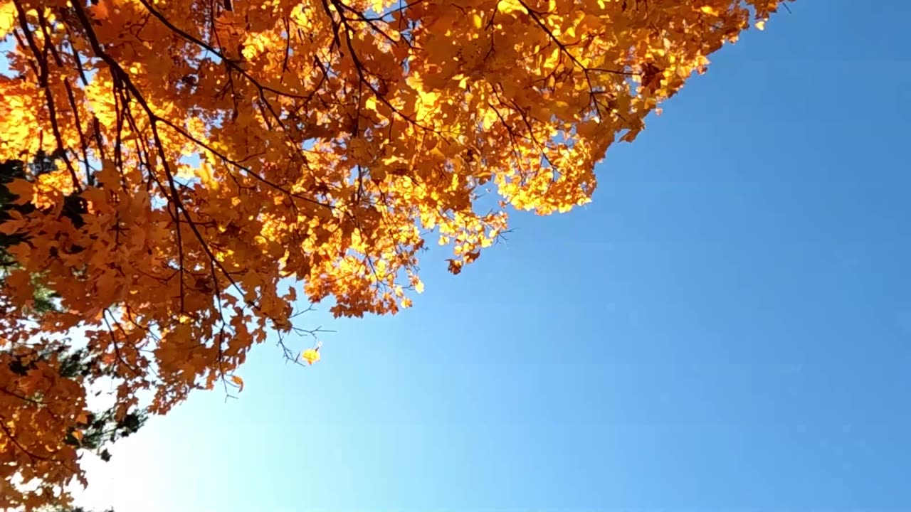 Marvin Gaye WHAT'S GOING ON