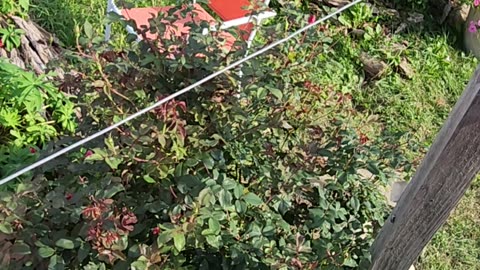 "Should get two more blooming cycles out of this Knock Out Rose Bush if we Nail it good Now."