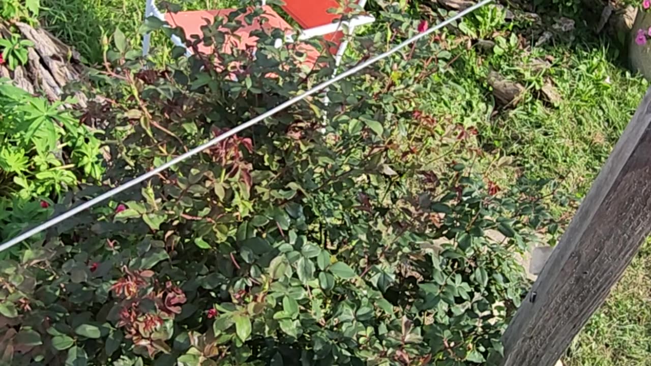 "Should get two more blooming cycles out of this Knock Out Rose Bush if we Nail it good Now."