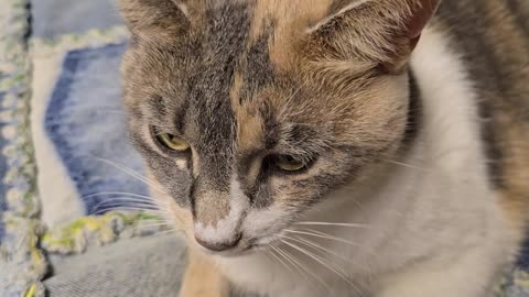 Miss Kitty.