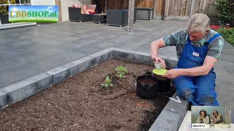 Cannabis en kanker