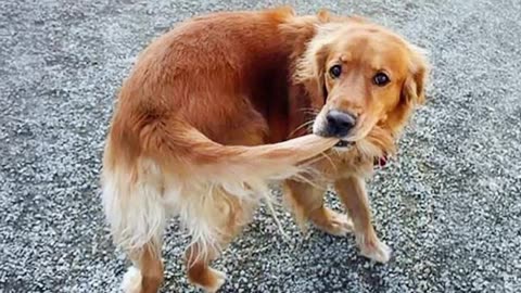 weird dogs are the real comedians part 2