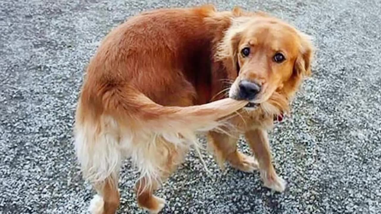 weird dogs are the real comedians part 2