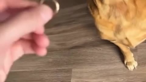 Showing his dog the engagement ring he bought for his girlfriend but it looks like plans changed 🤣abruptly!