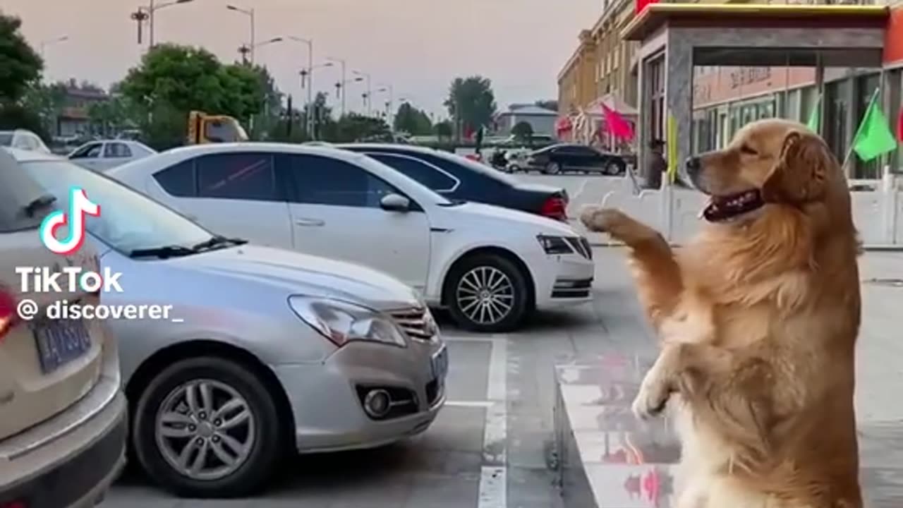 Video funny