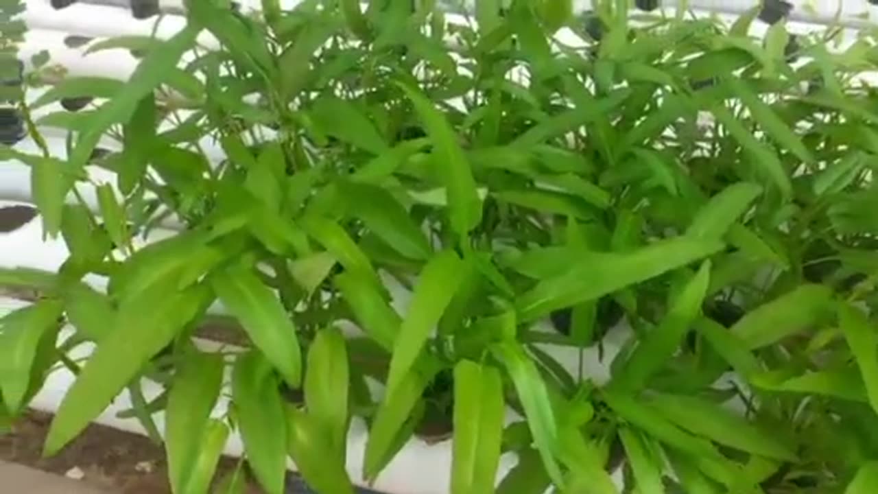 Using Hidroponik without any listrik and without any air