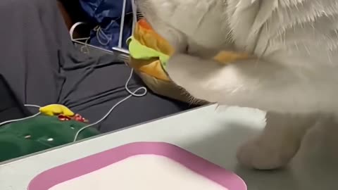 🤯🌩️ Shocking Reactions of Animals to Thunder! | FeedMyCuriosity