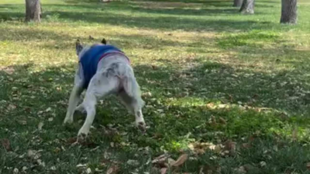 Dog