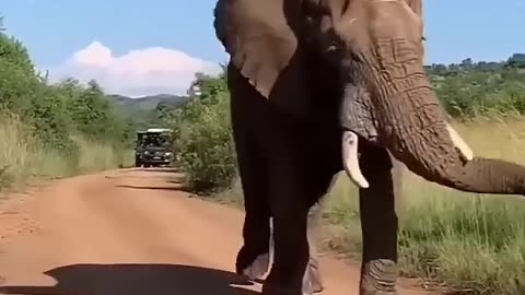 Funny elephant