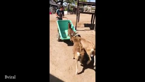 Funny animal videos