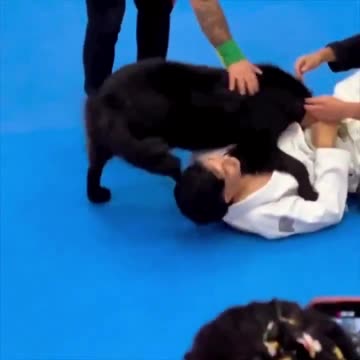 Dog protecting its owner..