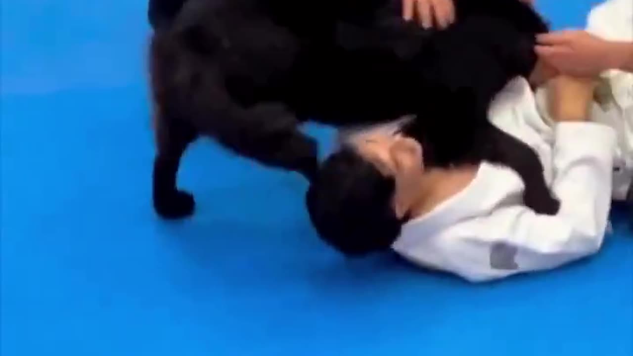 Dog protecting its owner..