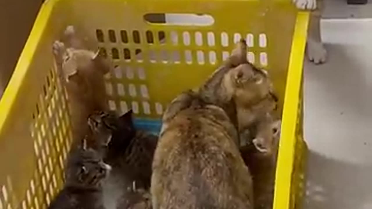 animals