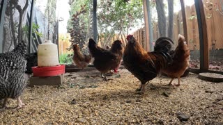 Backyard Chickens Fun Relaxing Video Sounds Noises Hens Roosters!