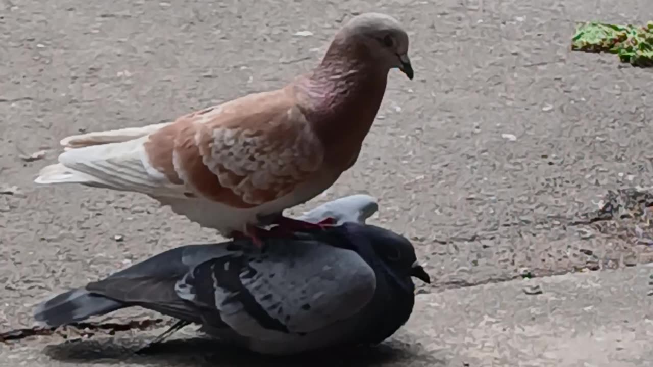 The birds spend a lot of time kissing