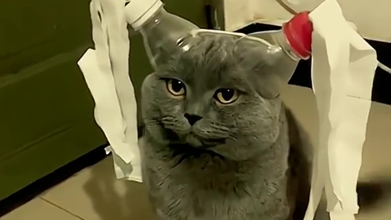 funny pet