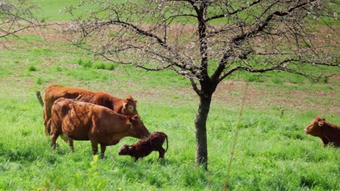 Newborn Calf First Steps