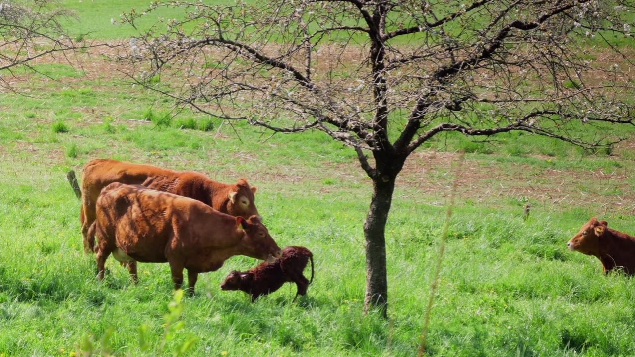 Newborn Calf First Steps