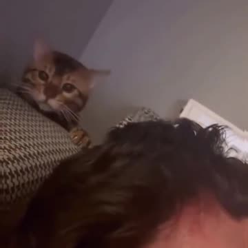 My Cat Does This Too LOL