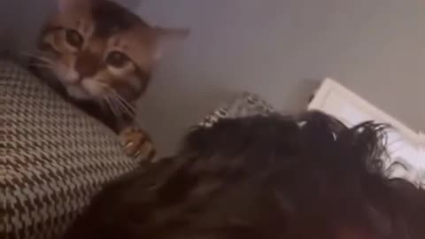 My Cat Does This Too LOL