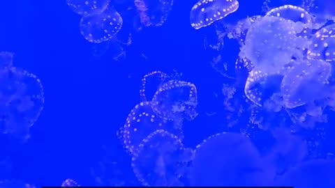 Daily Horoscope | Aquarius 🌟