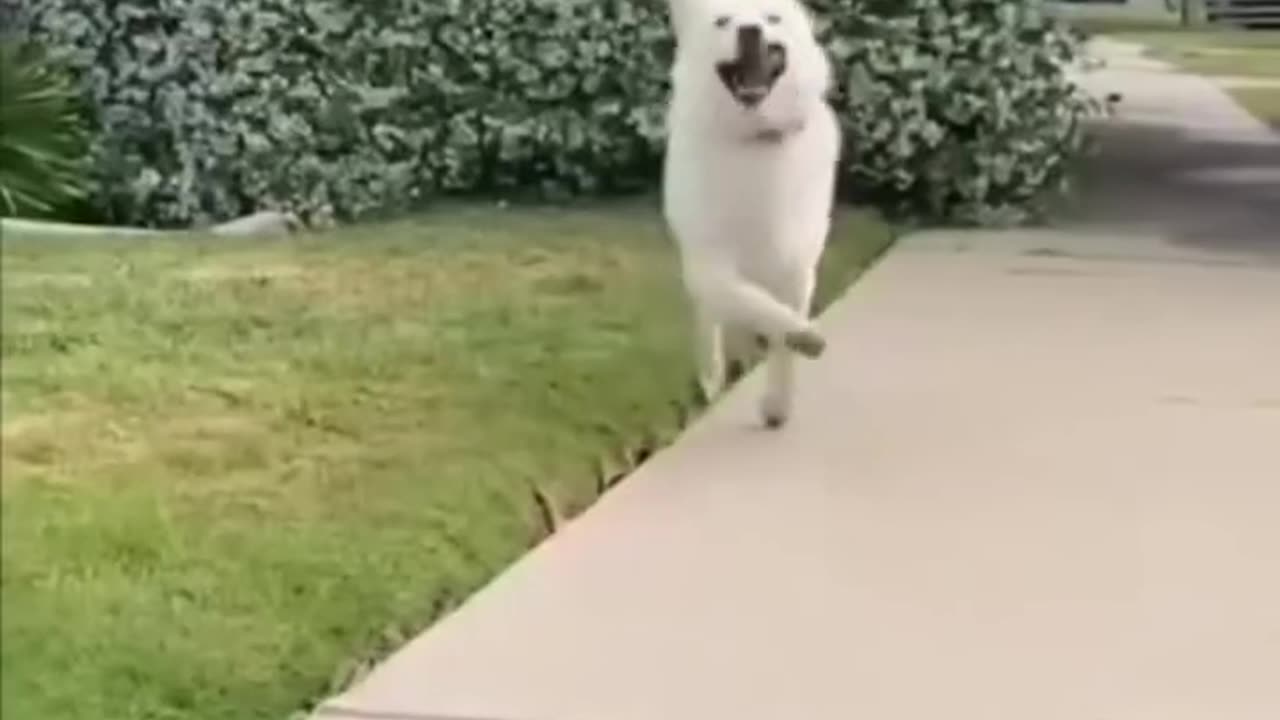 Animal funny video 18