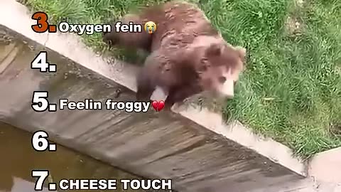 Medazelli's Funniest Animal Clips Ranked!