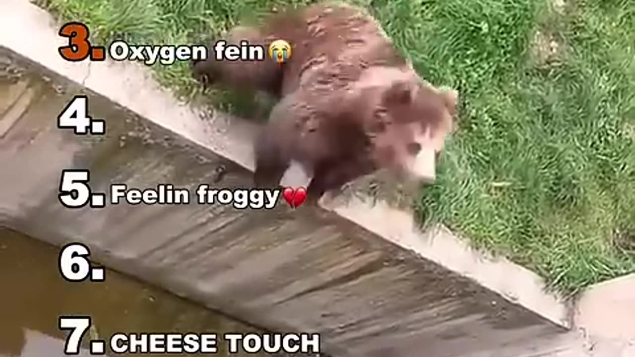 Medazelli's Funniest Animal Clips Ranked!