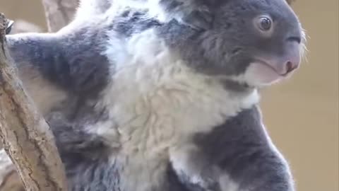 Koala daily activity